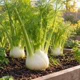 Finocchio Fennel Seeds growing in a home garden