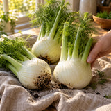 Finocchio Fennel Seeds harvest up close