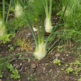 Finocchio Fennel growing in a garden