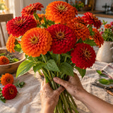 Fireball Blend Zinnia Seeds harvest up close