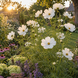 Fizzy White Cosmos Seeds growing in a home garden