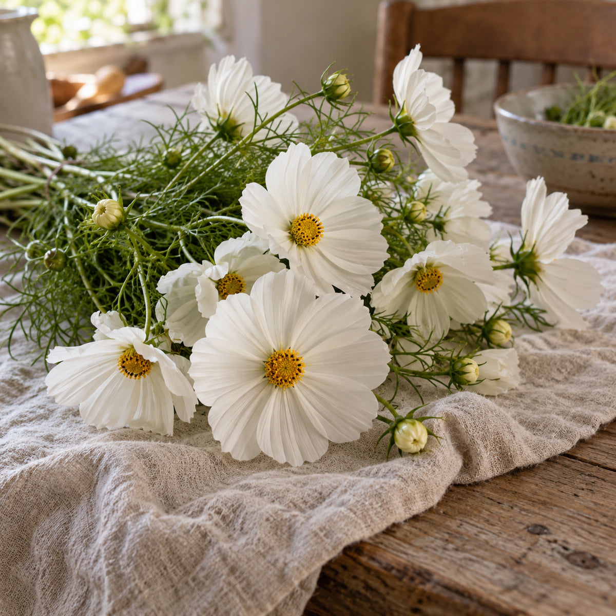 Fizzy White Cosmos Seeds harvest up close