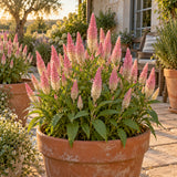 Flamingo Celosia Seeds growing in a home garden