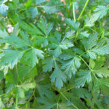 Italian Giant Parsley growing in a garden