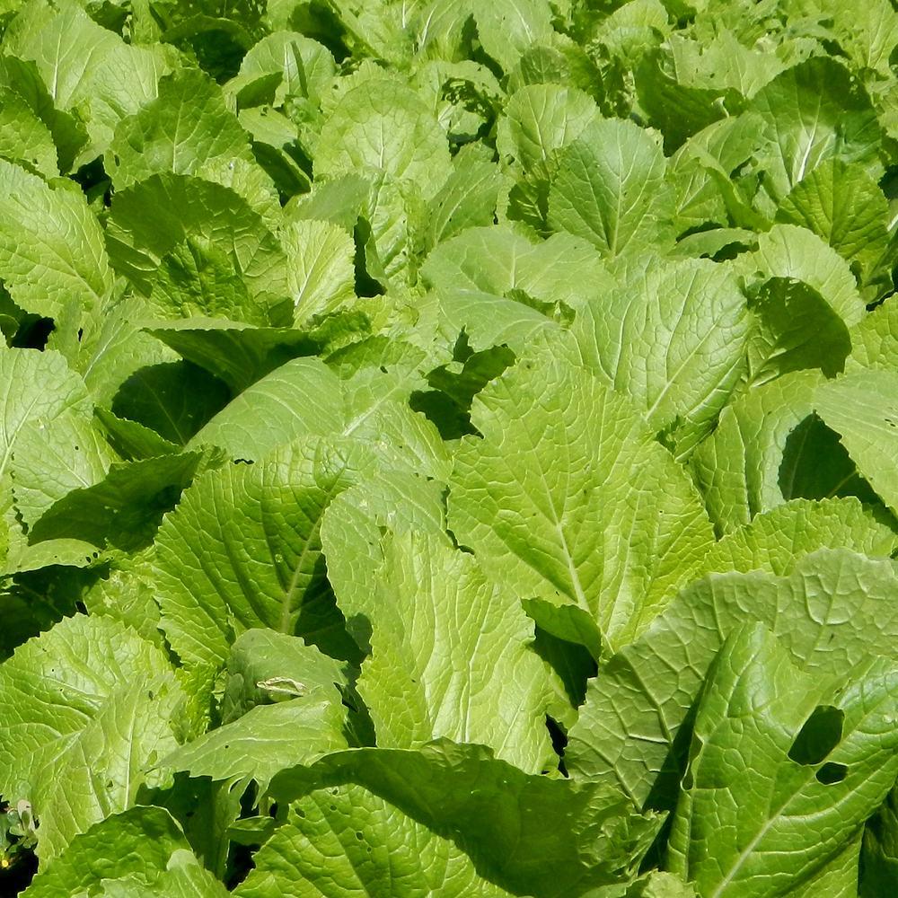 Florida Broadleaf Mustard growing in a garden