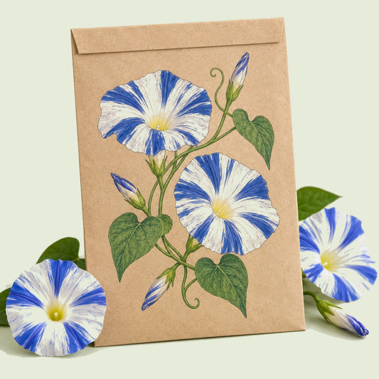 Kraft seed packet illustrated with Flying Saucer Morning Glory, with fresh Flying Saucer Morning Glory beside it
