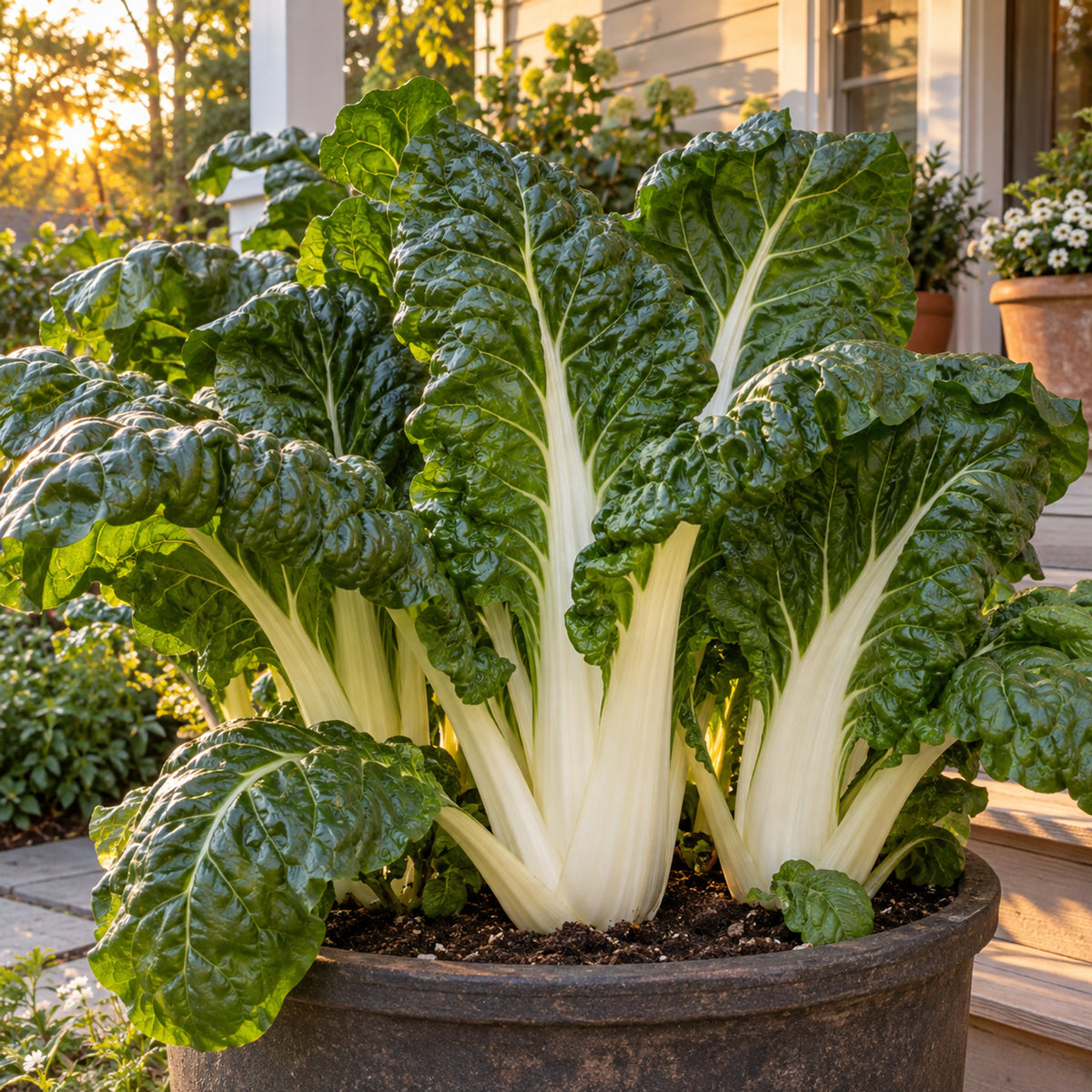 Fordhook Giant Swiss Chard Seeds growing in a home garden