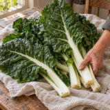 Fordhook Giant Swiss Chard Seeds harvest up close