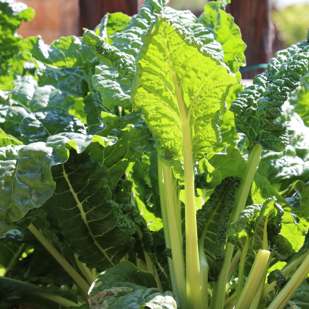 Fordhook Giant Swiss Chard growing in a garden