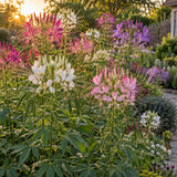 Fountain Blend Cleome (Spider Flower) Seeds growing in a home garden