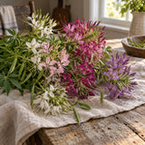 Fountain Blend Cleome (Spider Flower) Seeds harvest up close