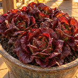 Four Seasons Butterhead Lettuce Seeds growing in a home garden