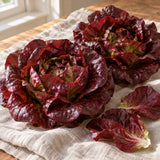 Four Seasons Butterhead Lettuce Seeds harvest up close