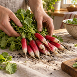 French Breakfast Radish Seeds harvest up close