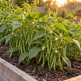 French Filet Bush Bean Seeds growing in a home garden