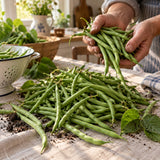 French Filet Bush Bean Seeds harvest up close