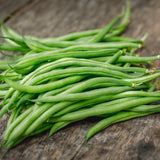 French Filet Bush Bean growing in a garden
