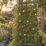 Funny Valentine Blend Cypress Vine Seeds growing in a home garden