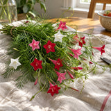 Funny Valentine Blend Cypress Vine Seeds harvest up close