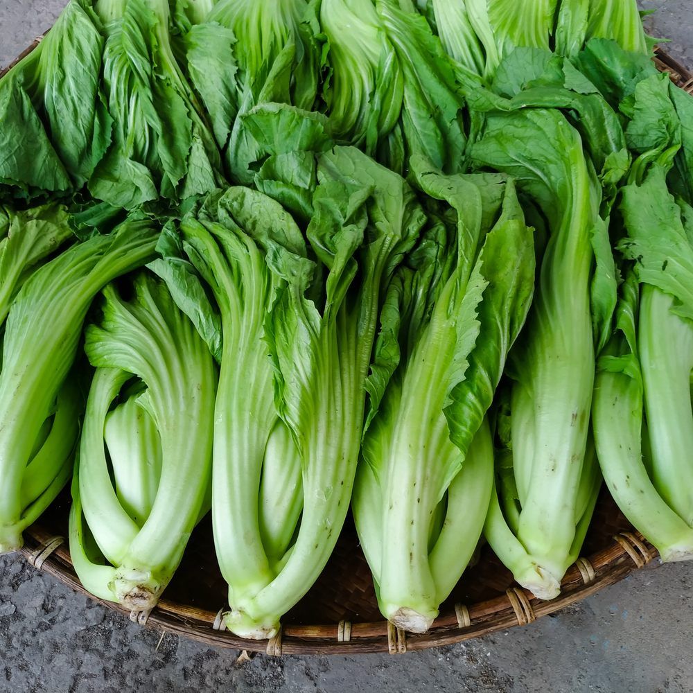 Gai Choy Mustard growing in a garden