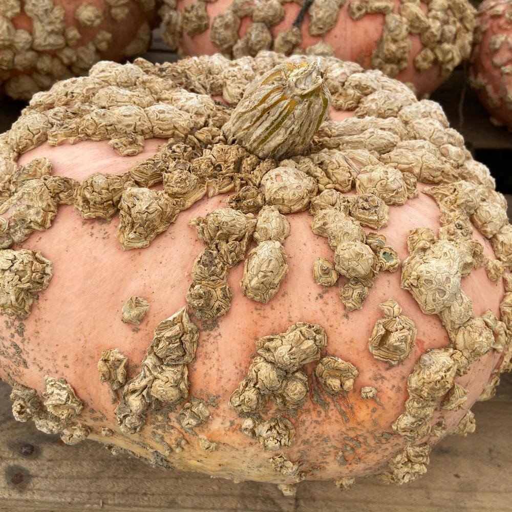 Product image of galeux d'eysines pumpkin seeds