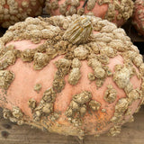 Product image of galeux d'eysines pumpkin seeds
