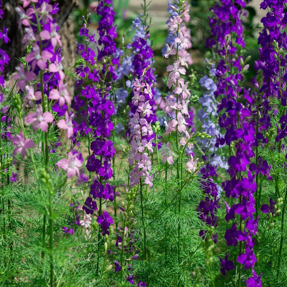 Galilee Blend Larkspur growing in a garden