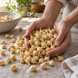 Garbanzo Bean Sprouts Seeds harvest up close