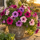 Garden Party Blend Petunia Seeds growing in a home garden