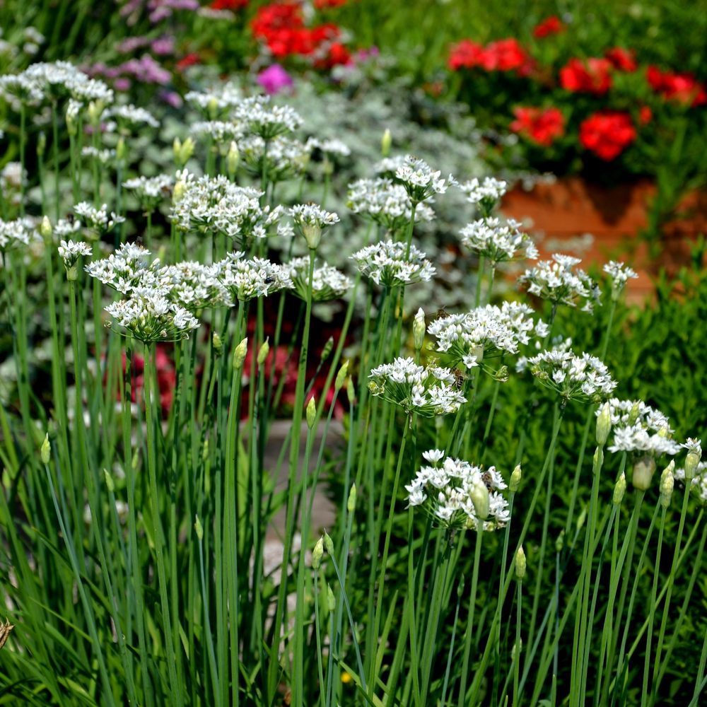 Garlic Chives growing in a garden