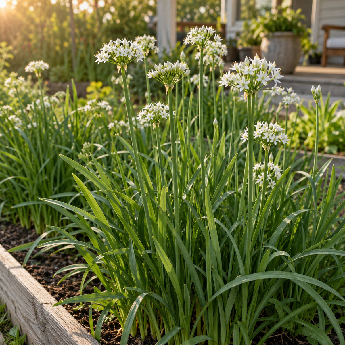 Garlic Chives Seeds growing in a home garden