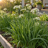 Garlic Chives Seeds growing in a home garden