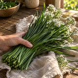 Garlic Chives Seeds harvest up close