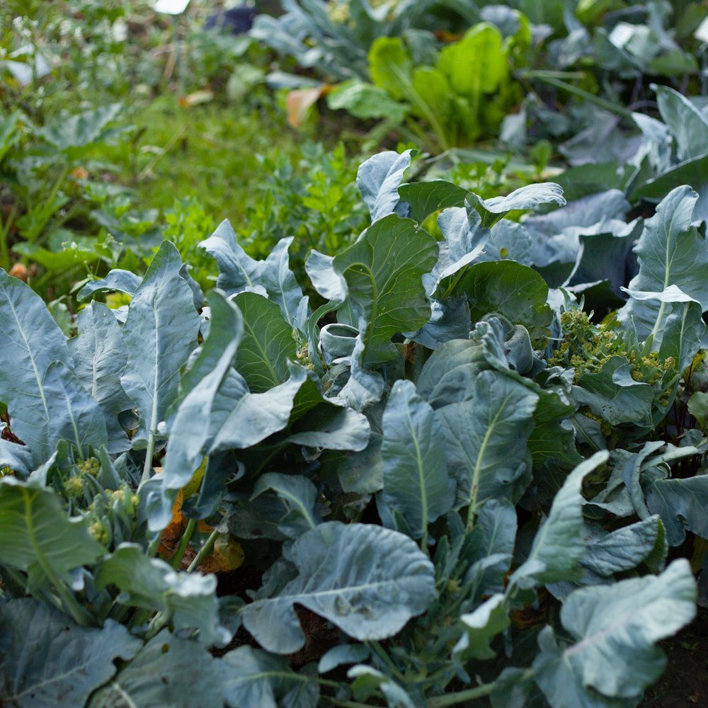 Georgia Southern Collards growing in a garden