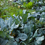 Georgia Southern Collards growing in a garden