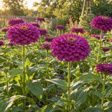 Giant Purple Zinnia Seeds growing in a home garden