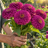 Giant Purple Zinnia Seeds harvest up close