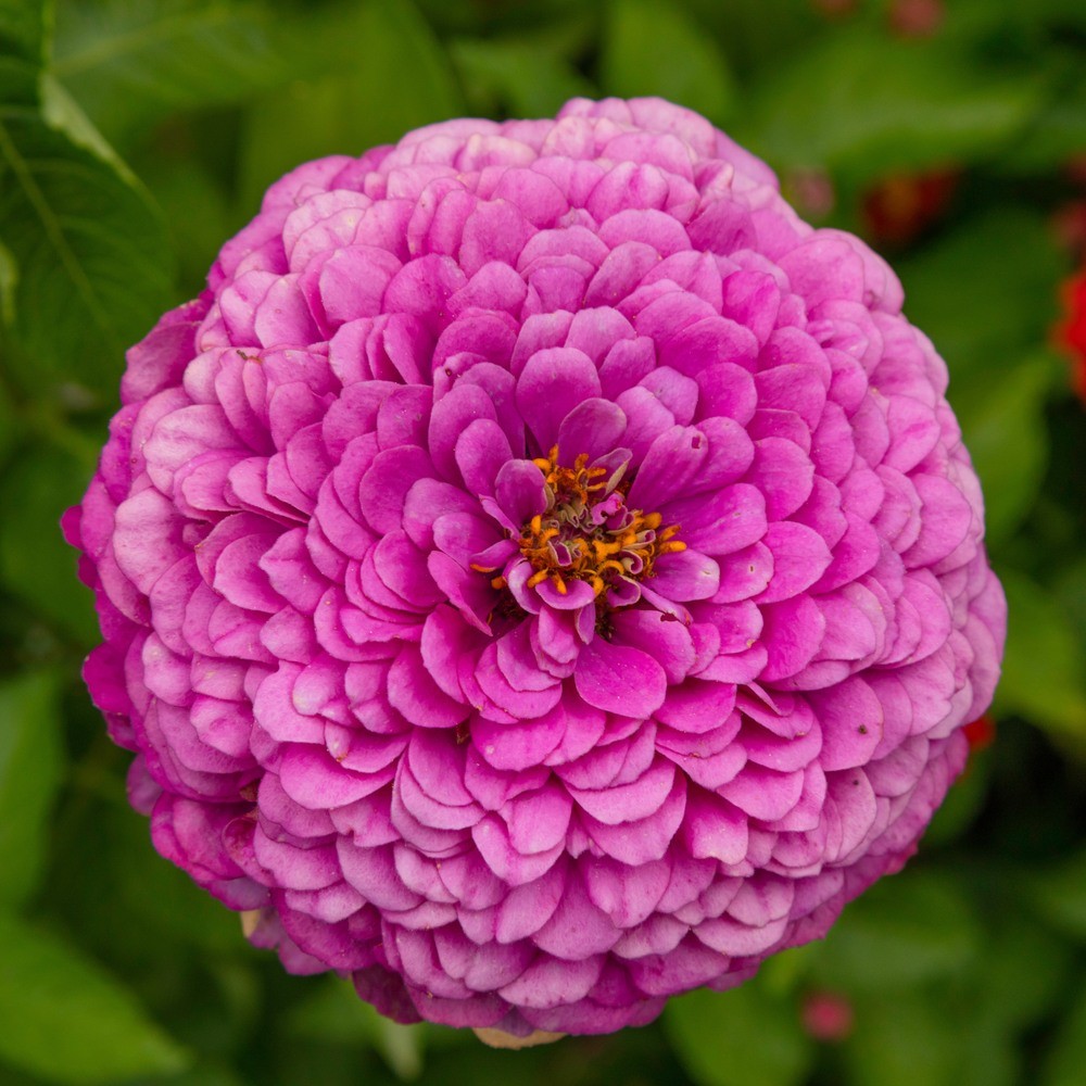 Giant Purple Zinnia growing in a garden
