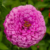 Giant Purple Zinnia growing in a garden