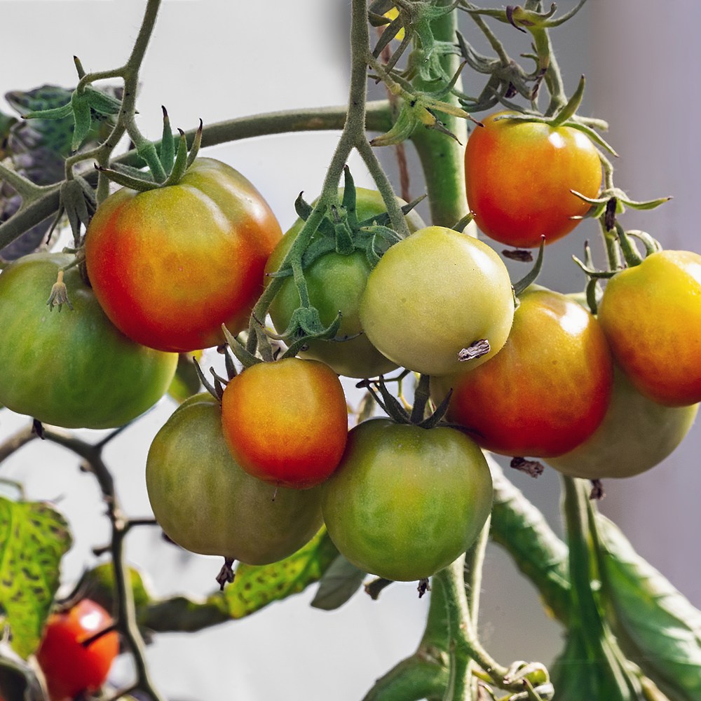 Glacier Bush Tomato growing in a garden