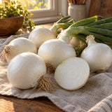 Gladstone Onion Seeds harvest up close