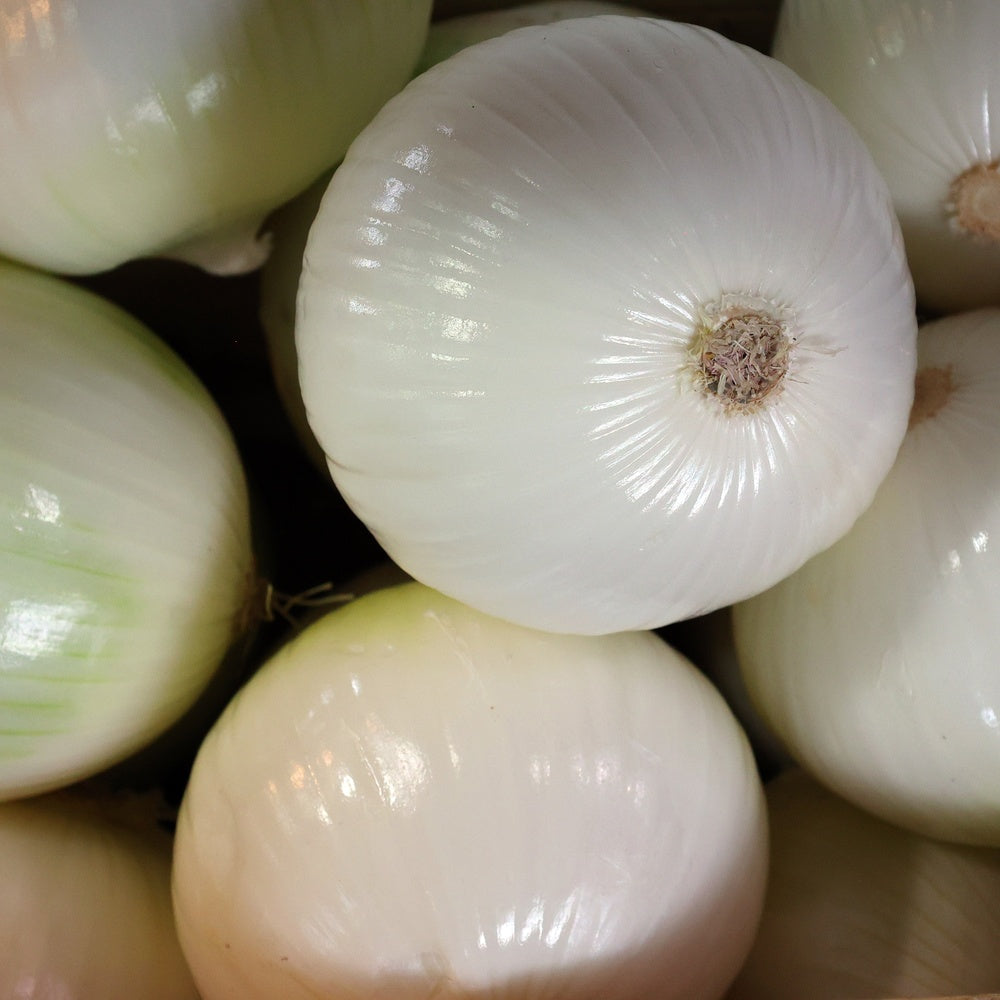 Product image of gladstone onion seeds