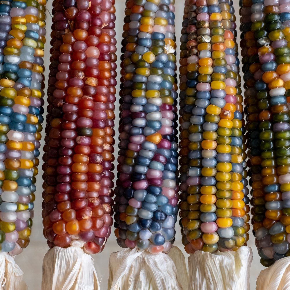 Glass Gem Flint Corn growing in a garden