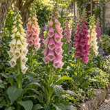 Gloxiniiflora Blend Foxglove Seeds growing in a home garden