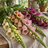 Gloxiniiflora Blend Foxglove Seeds harvest up close