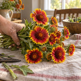 Goblin Gaillardia Seeds harvest up close
