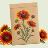 Kraft seed packet illustrated with Goblin Gaillardia, with fresh Goblin Gaillardia beside it