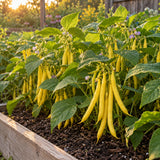 Gold Rush Bush Bean Seeds growing in a home garden