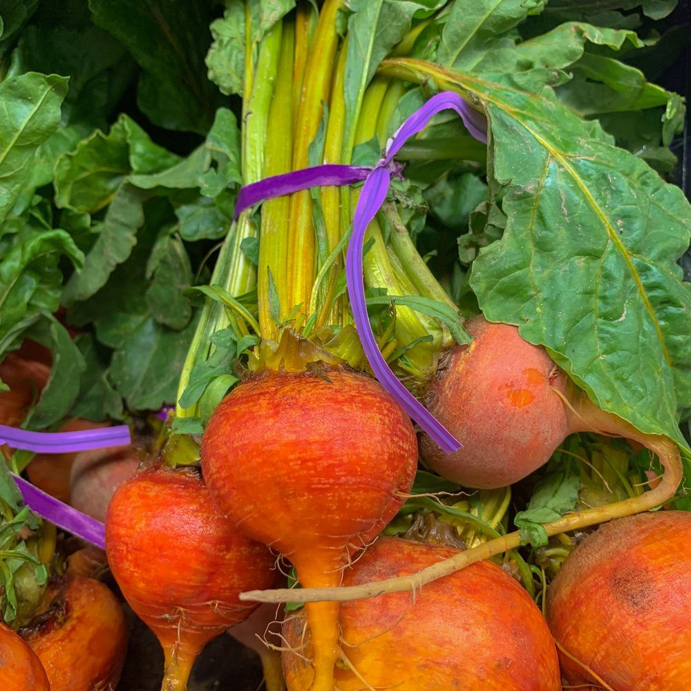 Golden Boy Beet growing in a garden