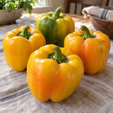 Golden Cal Wonder Sweet Pepper Seeds harvest up close